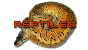 REPTILES