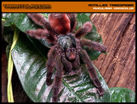 Avicularia versicolor