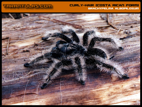 B. albopilosum