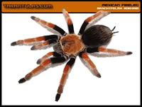 Brachypelma boehmei