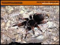 Brachypelma klaasi