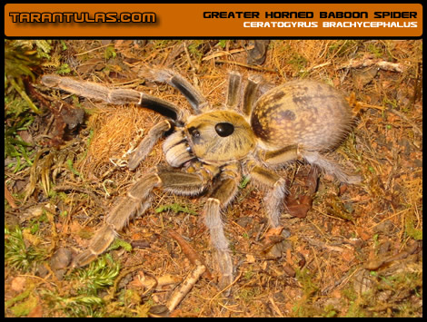 C. brachycephalus