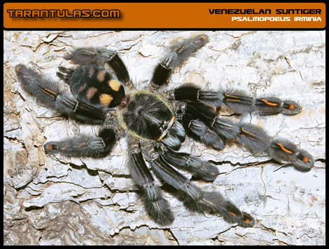 P. irminia