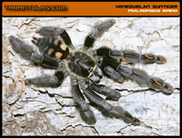 Psalmopoeus irminia