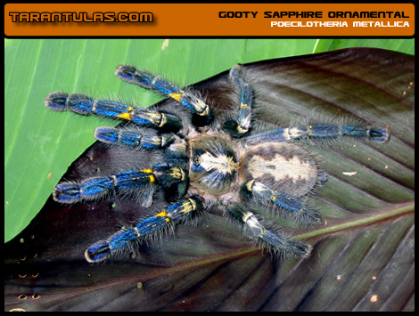 P. metallica