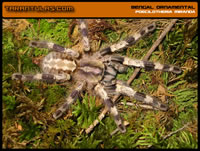 Poecilotheria miranda