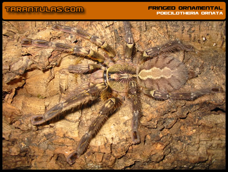 P. ornata