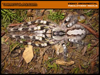 Poecilotheria regalis