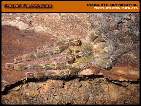 P. rufilata