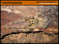 Poecilotheria rufilata