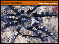 Poecilotheria subfusca