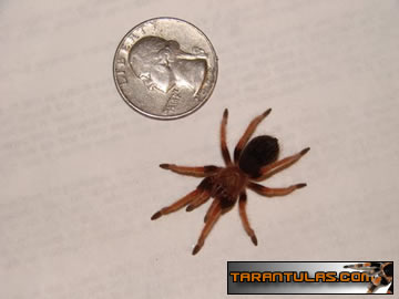 B. boehmei FOR SALE