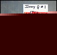 ivory female