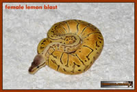 female lemon blast