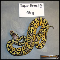 SUPER PASTEL